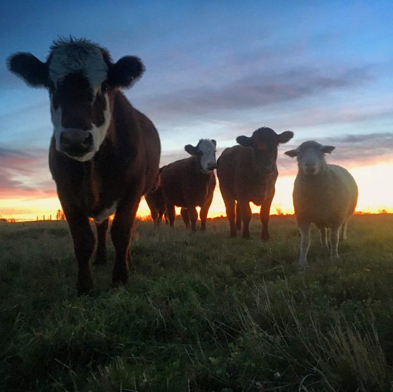 Cows in the field at sunset