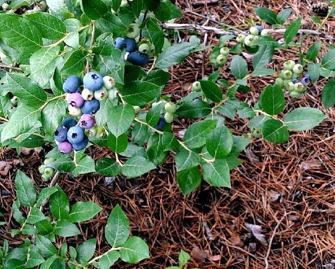 blueberriesstanpic3 Minnesota Grown
