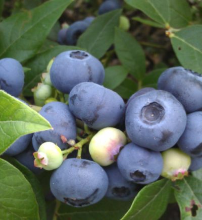 blueberry close-up