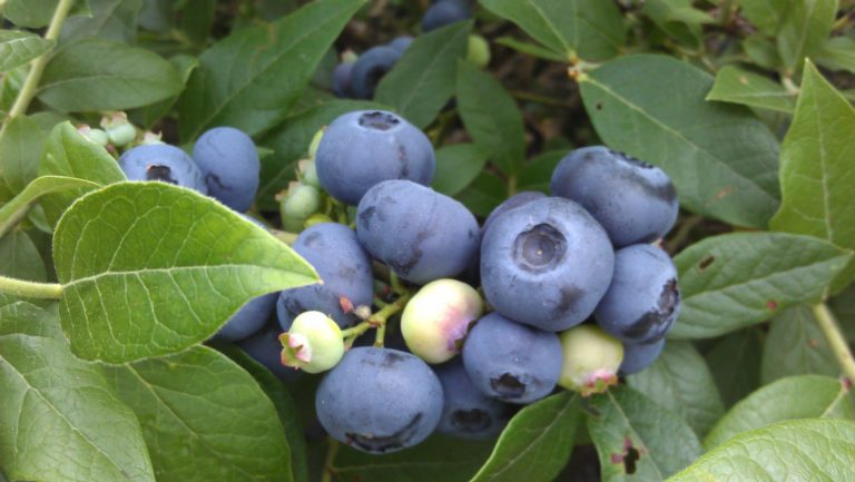 blueberry close-up