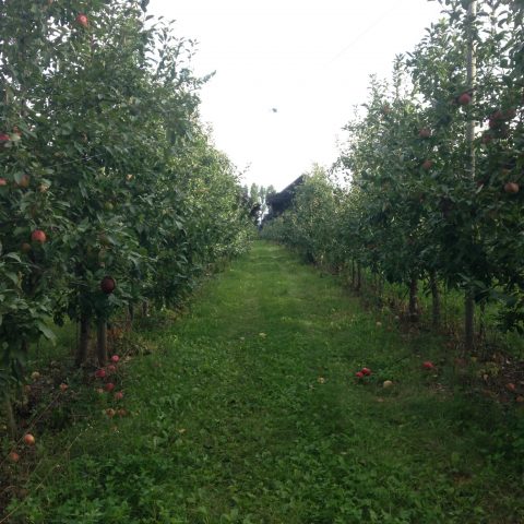 orchard pathway between rows of trees