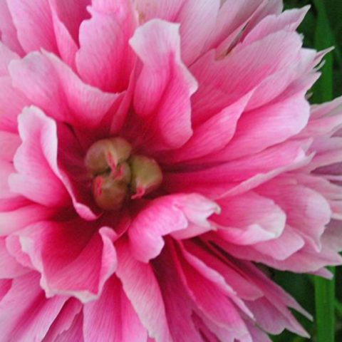 pink flower close up