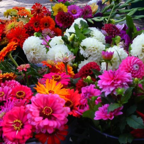 buckets of brightly colored flowers