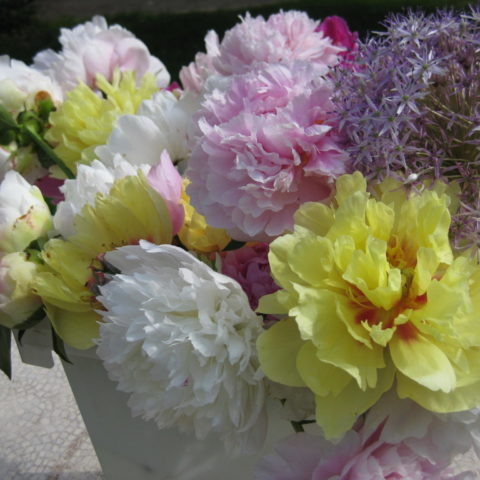 pink white and yellow flowers