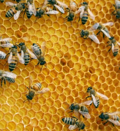 bees on honey comb
