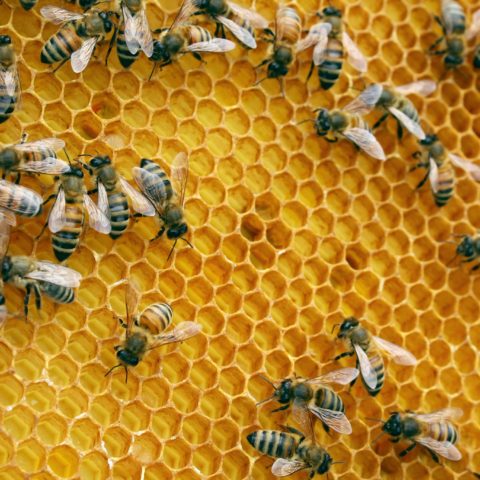 bees on honey comb