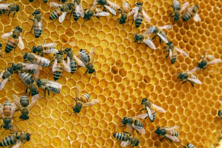 bees on honey comb