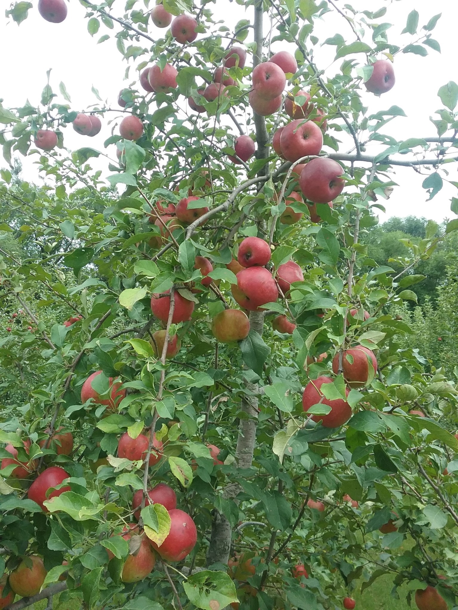 2018 02 04 Sam Kedem Nursery And Garden Submitted Le Tree Le Tree Loaded With Fruit