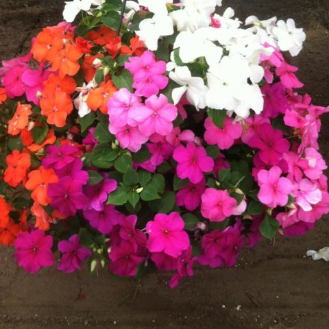 pink red and white flowers