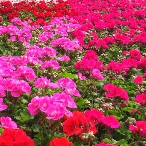 pink and red flowers