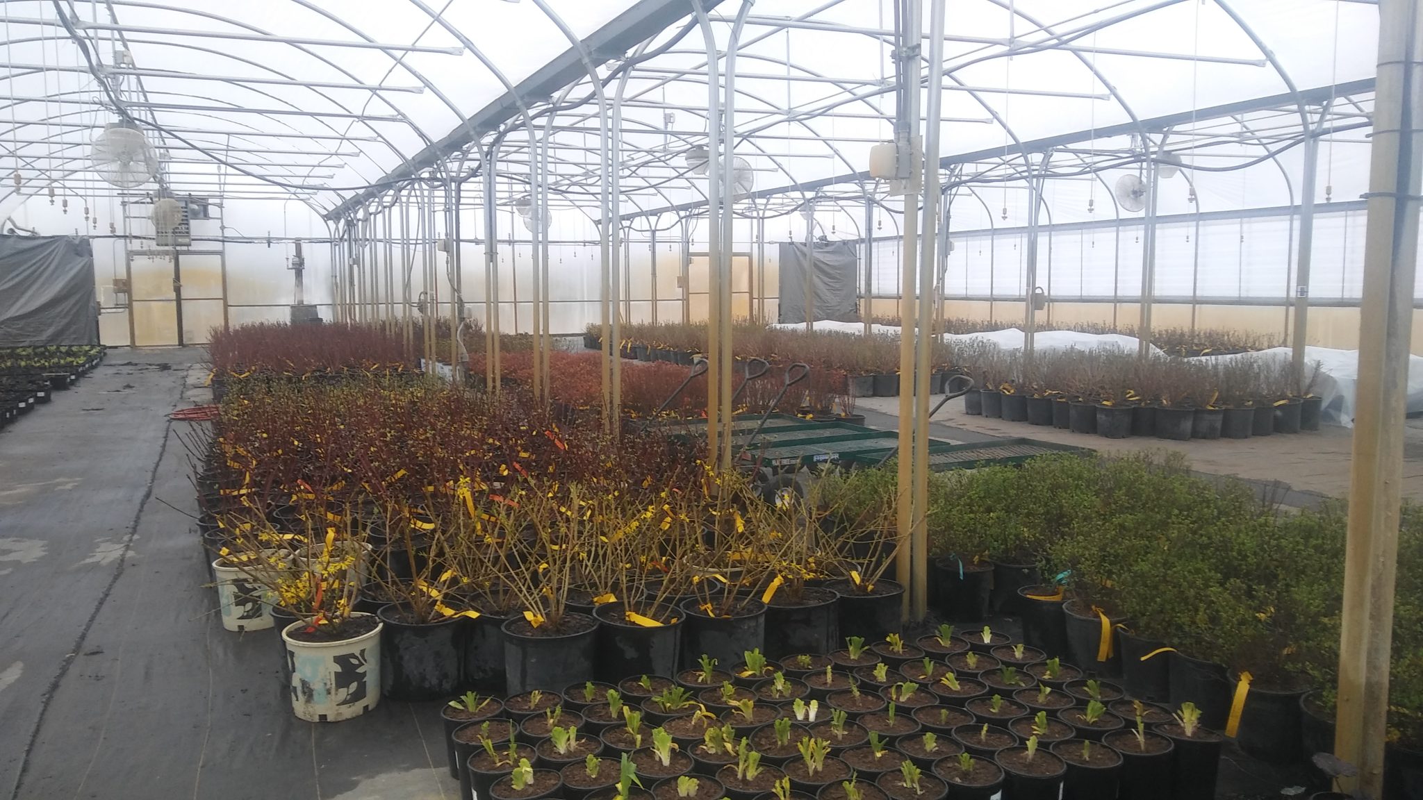 2018 03 02 Submitted Kahnke Farm Greenhouse with plants Minnesota Grown