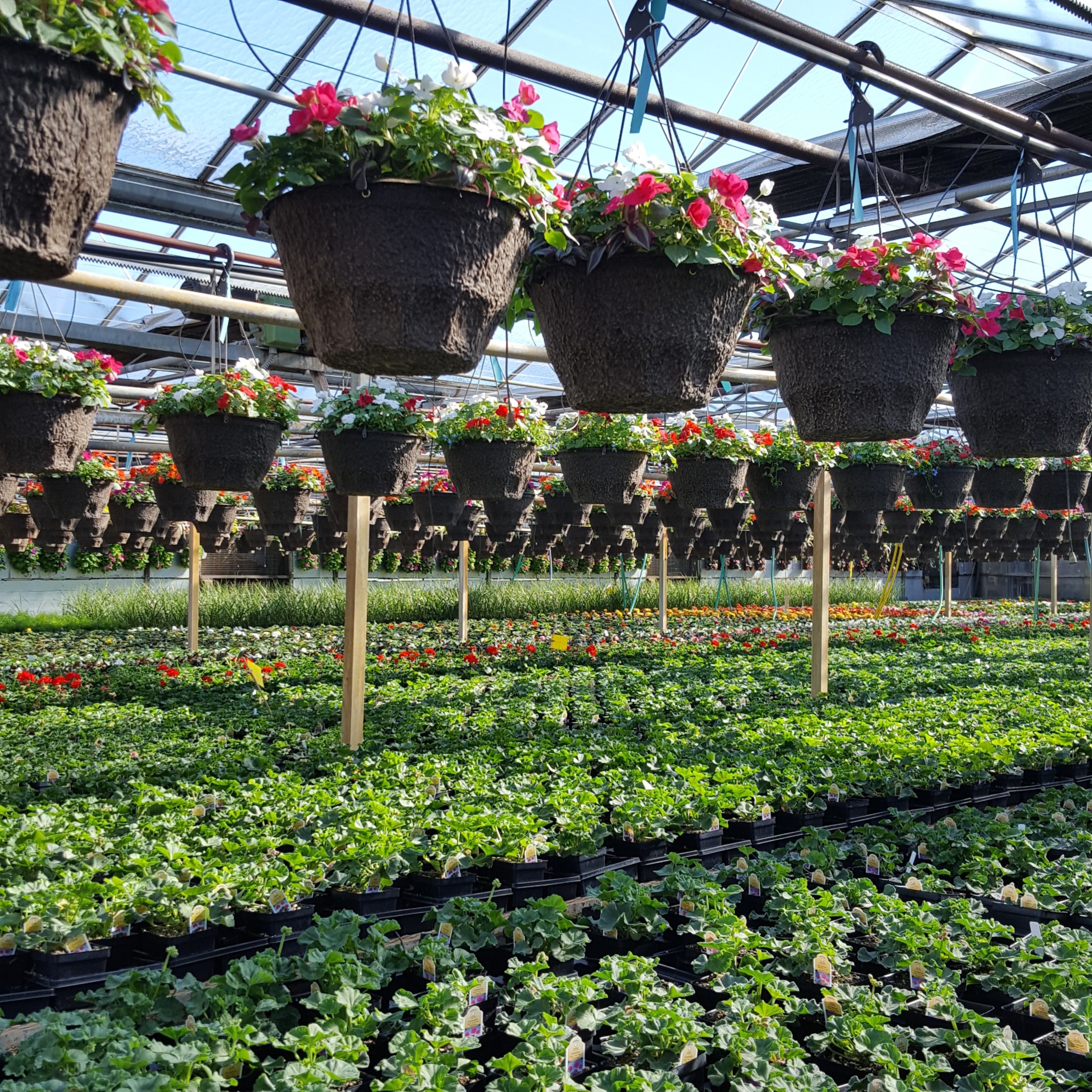2018 08 29 Lynde Greenhouse And Nursery Hanging Baskets 2018 08 29 Lynde Greenhouse And Nursery