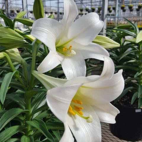 closeup of lilies