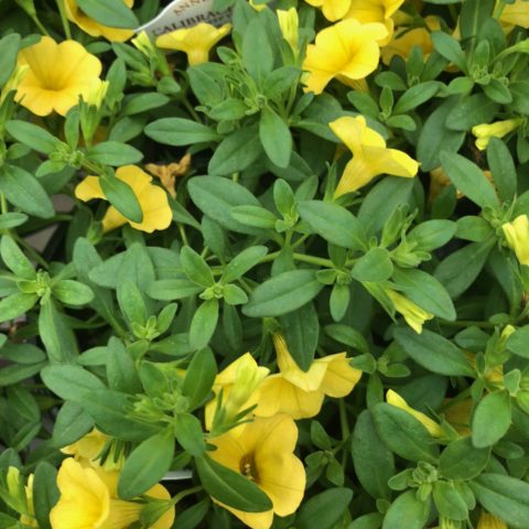 Cal Deep Yellow plant - bright yellow flowers