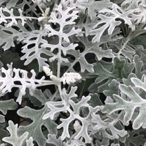 Close up of Dusty Miller plant