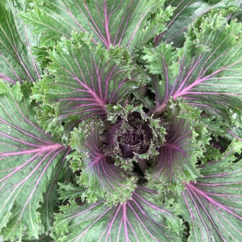 Close up of glamour red kale