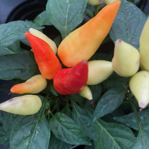 Orn Pepper Blaze plant