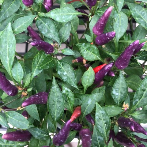 Pepper Sangria plant - purple decorative peppers