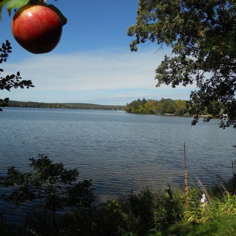 apple hanging on branch over lake