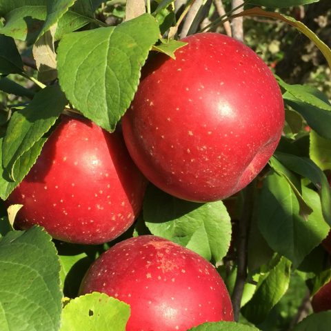 bright red apples