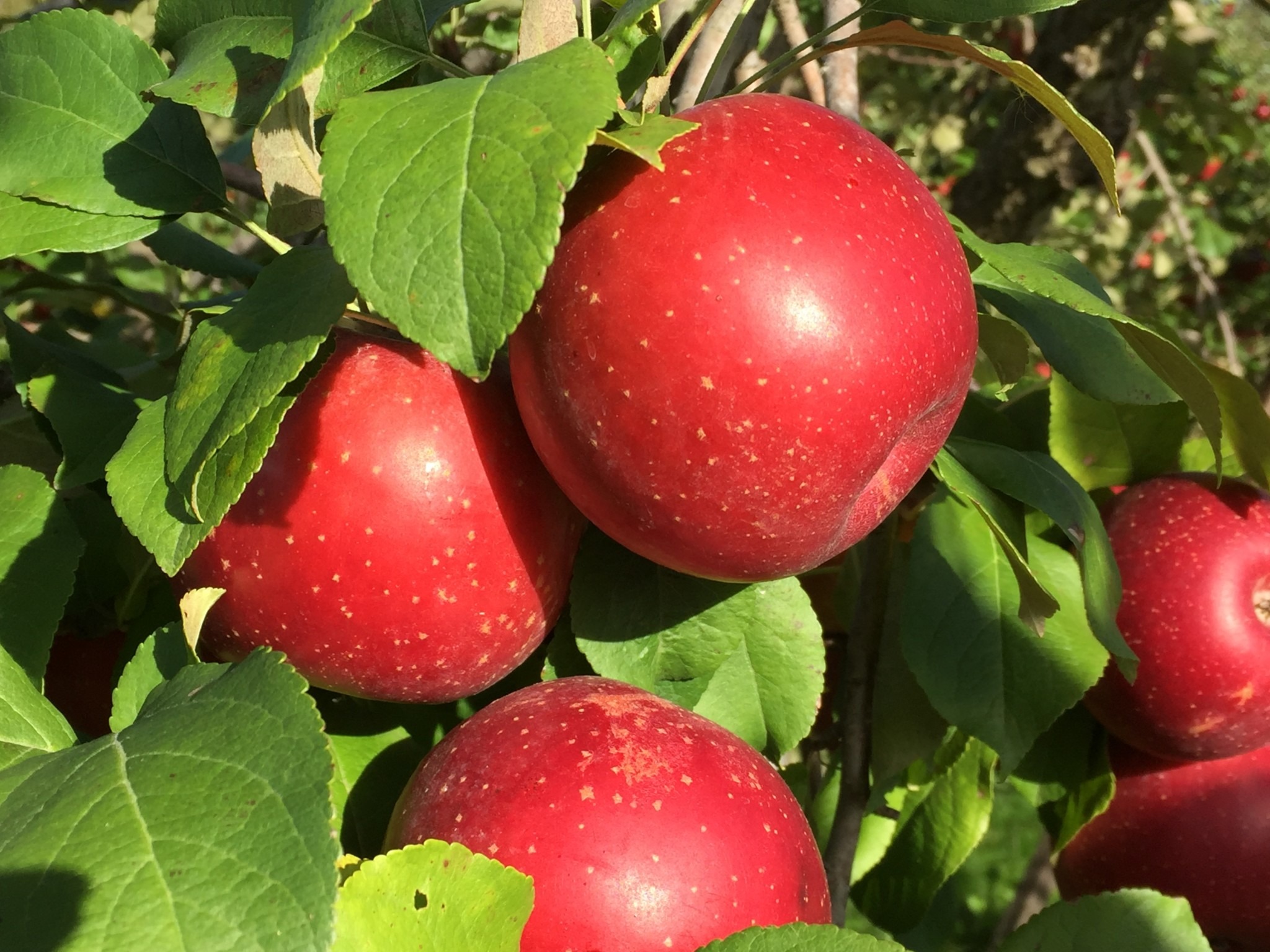 2018 08 31 Hidden Cove orchard submitted Red apples Minnesota Grown