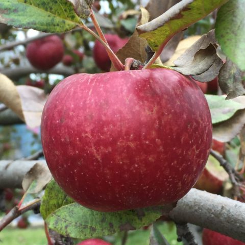deep red apple on tree