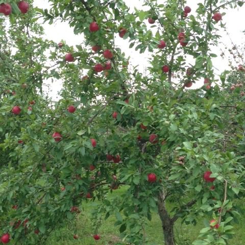 apple tree