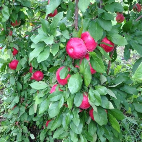 apple tree branch covered in fruit