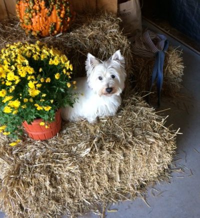 white scottie dog sitting on hay bales next to a pot of yellow mums