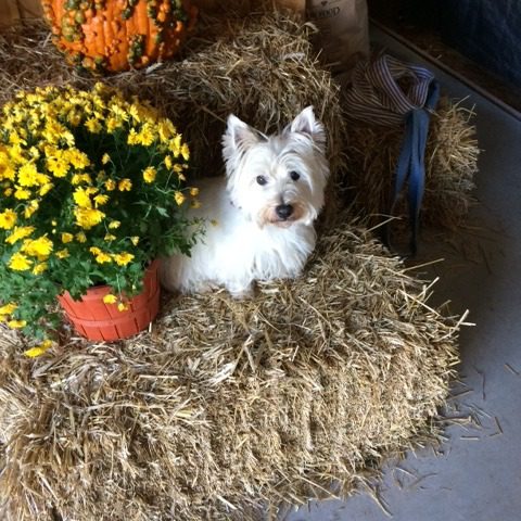 white scottie dog sitting on hay bales next to a pot of yellow mums