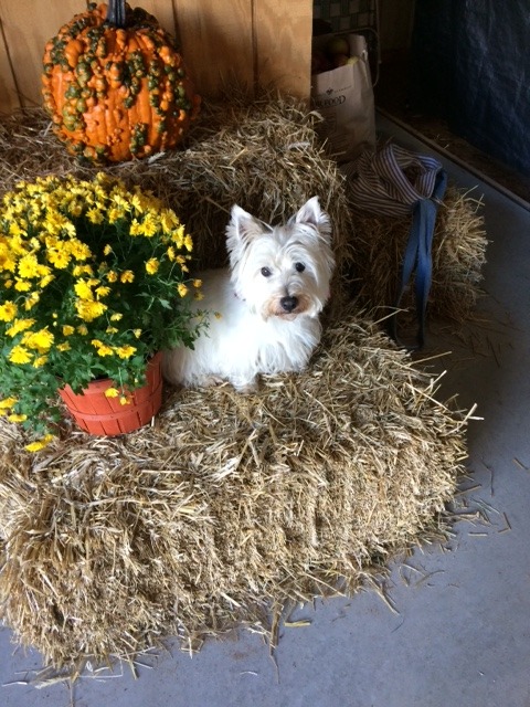 white scottie dog sitting on hay bales next to a pot of yellow mums