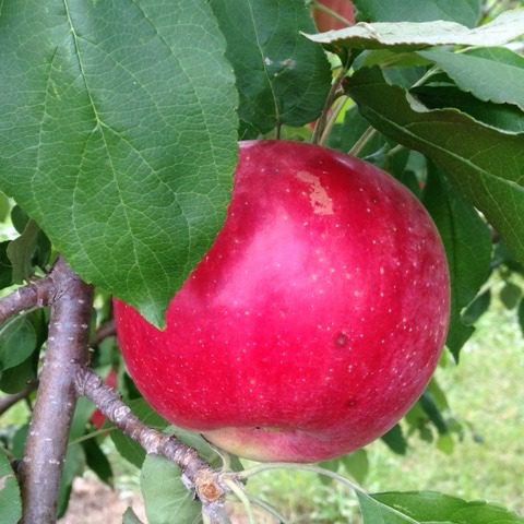 red apple close up