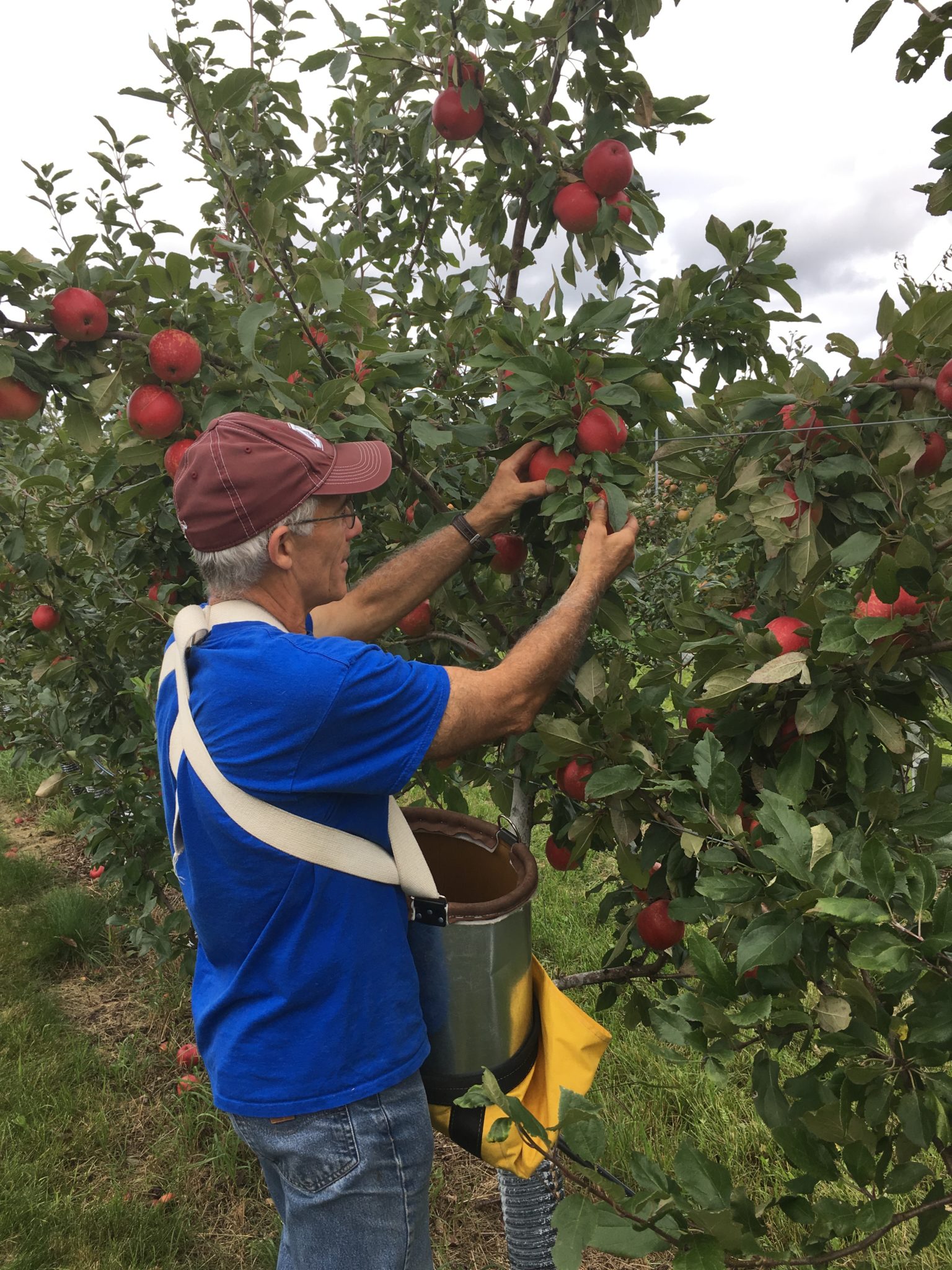 man picking apples