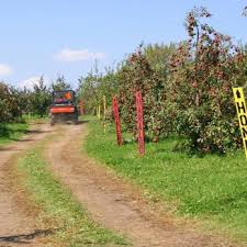orchard lane