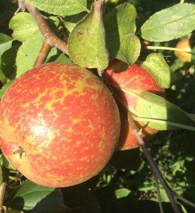 apple closeup