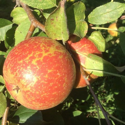 apple closeup