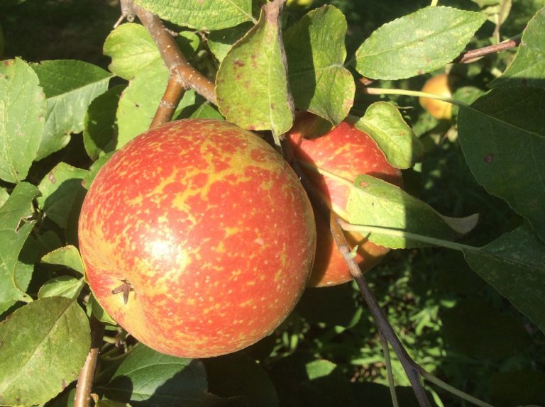 apple closeup