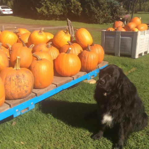 newfoundland dog sitting next to a trailer filled with large orange pumpkins