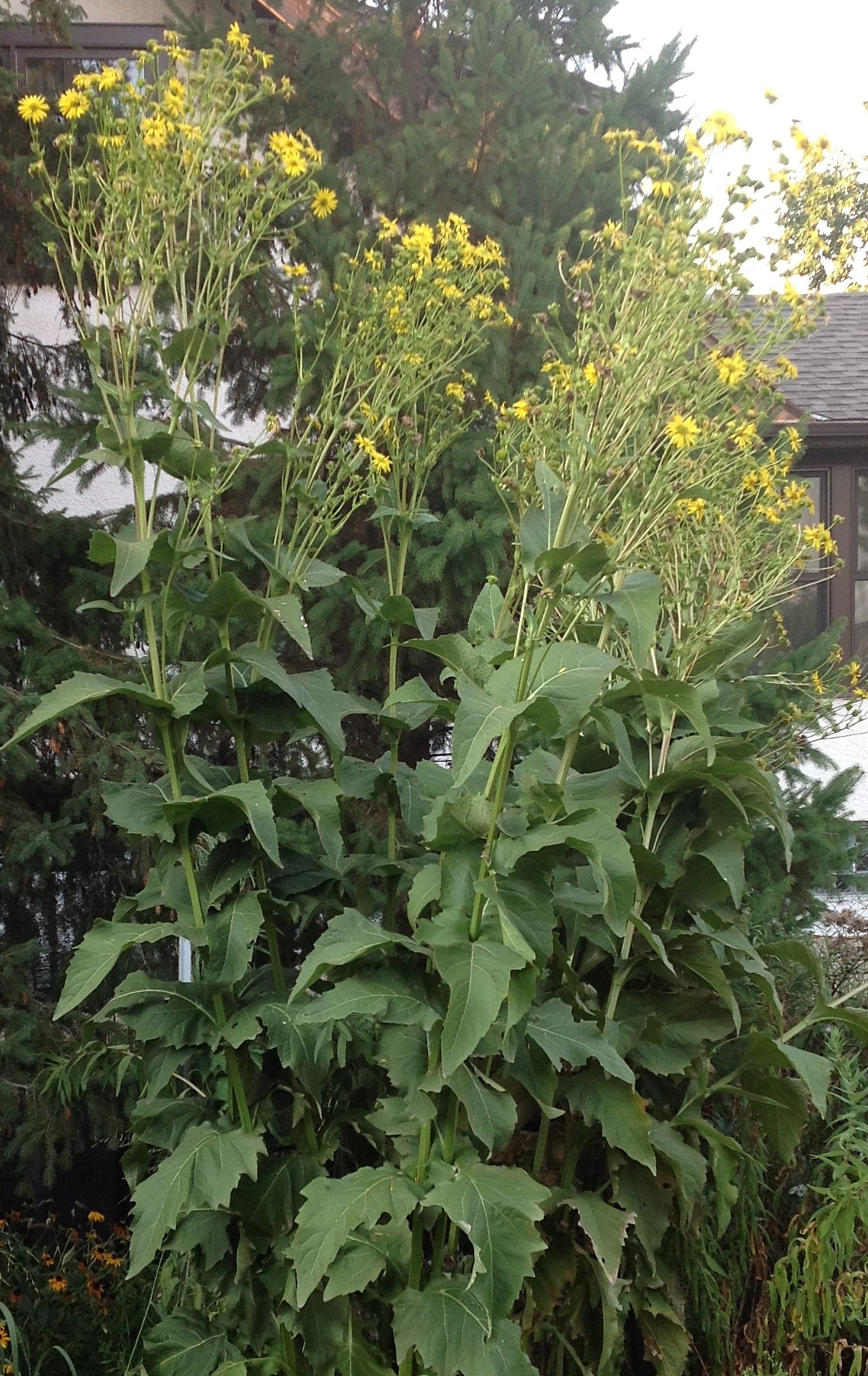 2018 09 06 Naturally WILD submitted flower Cup Plant 1 Minnesota Grown