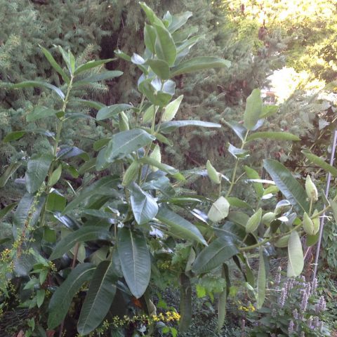 milkweed plant