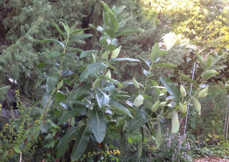 milkweed plant