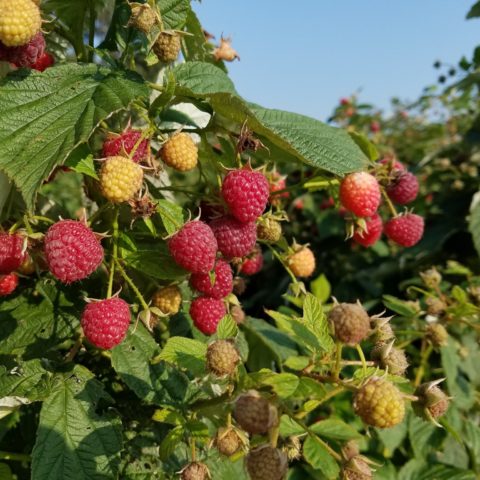raspberries on the bush