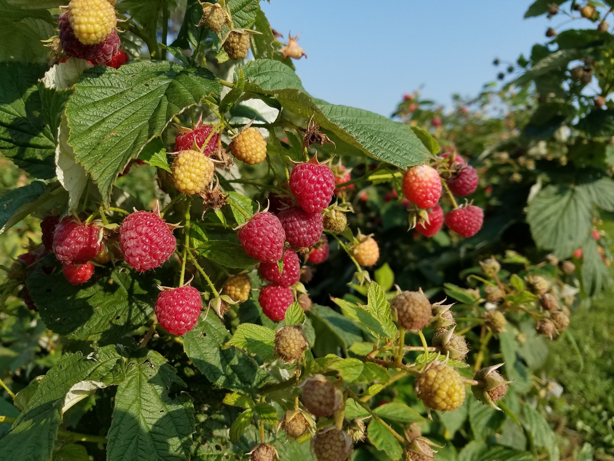 Afton Apple Orchard - Minnesota Grown 