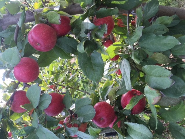 2018 09 23 Lavalier's Berry Patch submitted apple close up