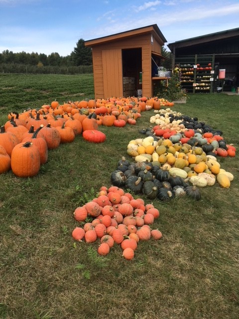 pumpkin display