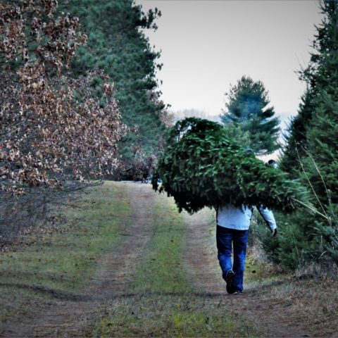 person carrying cut down Christmas tree