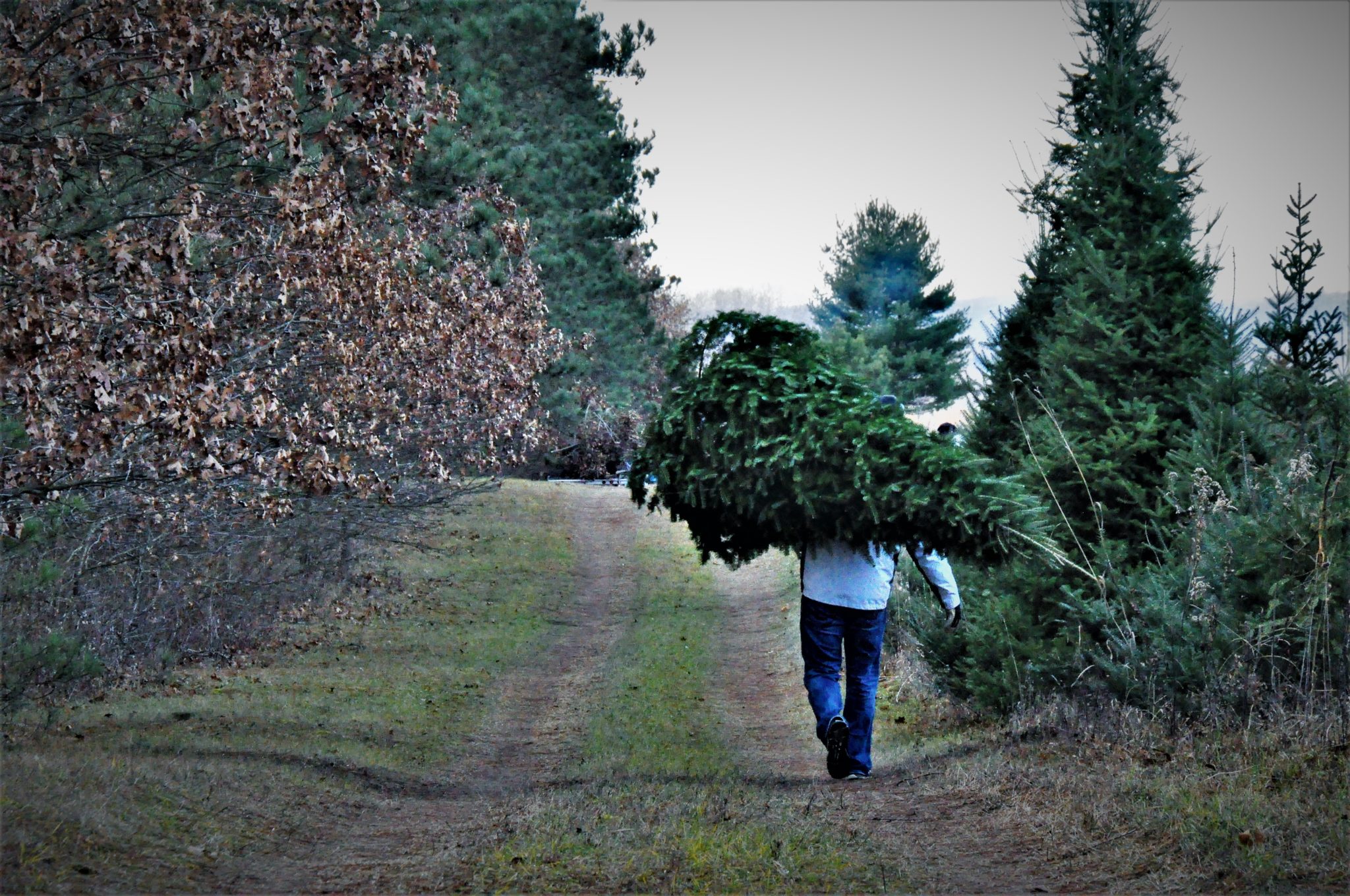 2018 10 15 Submitted Mountainland Timber Tree Farm Carrying Christmas Minnesota Grown