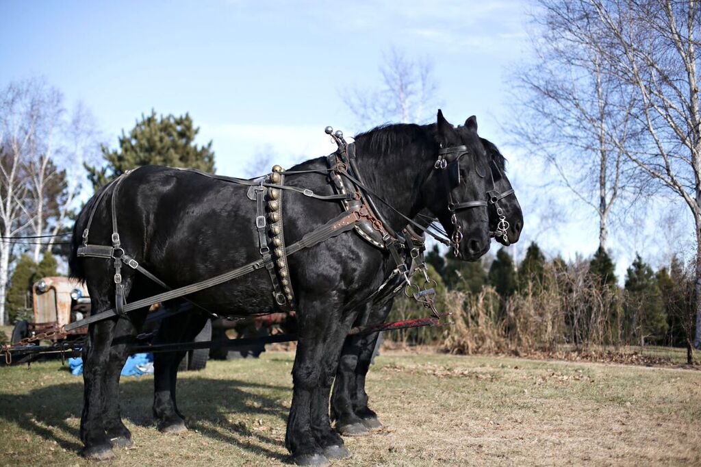 2018 10 30 Cornerstone Pines Submitted large black horses | Minnesota Grown