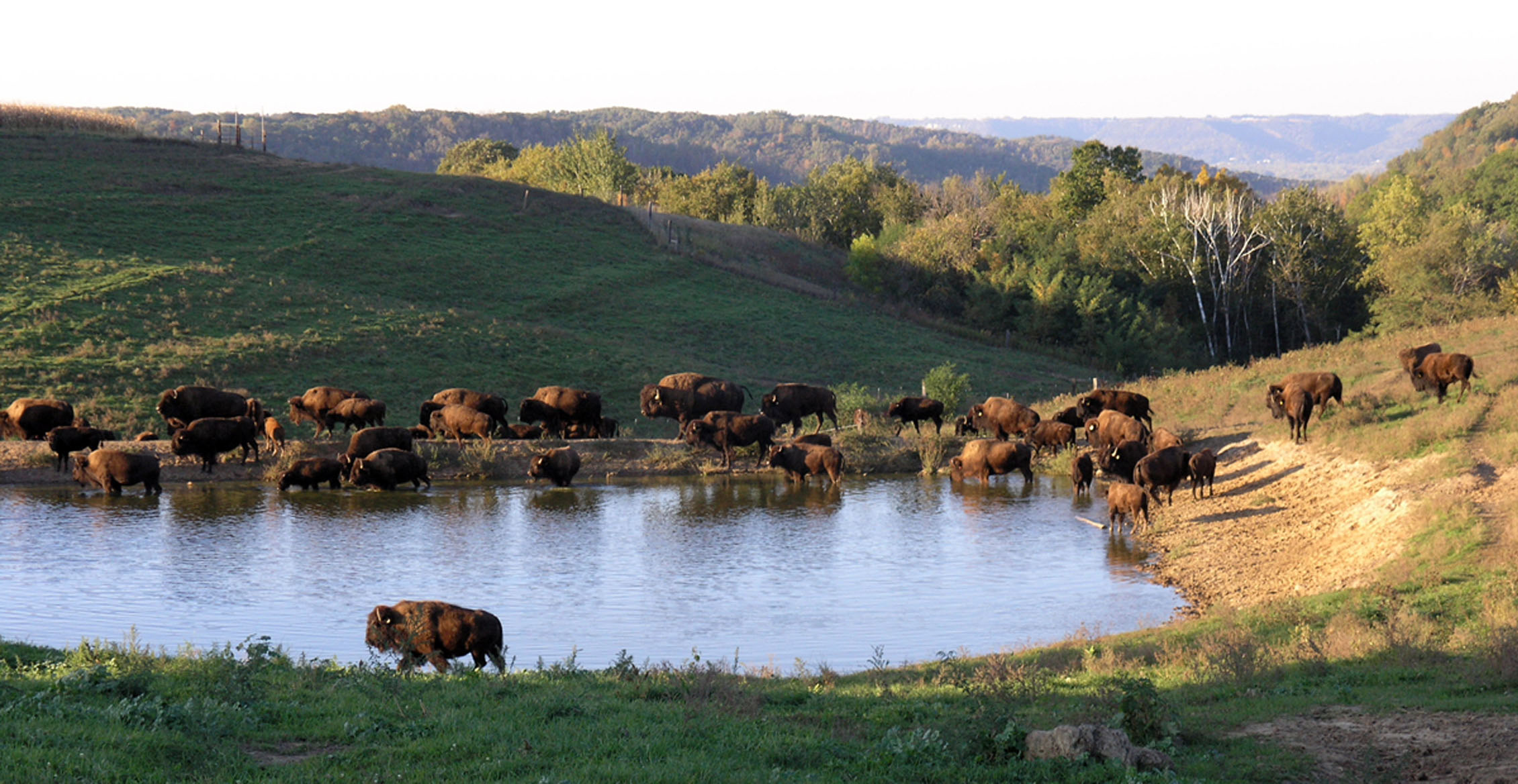 A large herd of bison rambling near and in a pond at Rockie Hill Bison.