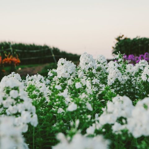 white phlox flowers